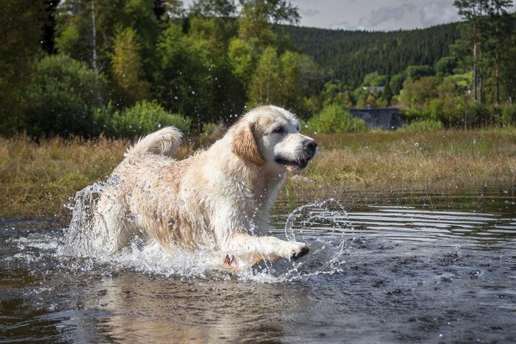 Golden Retriever wading into a lake.