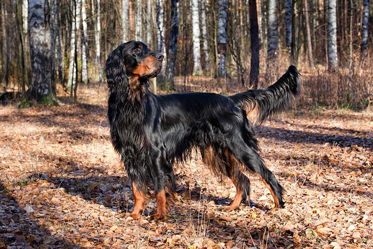 Gordon Setter standing in the forest in the Fall.