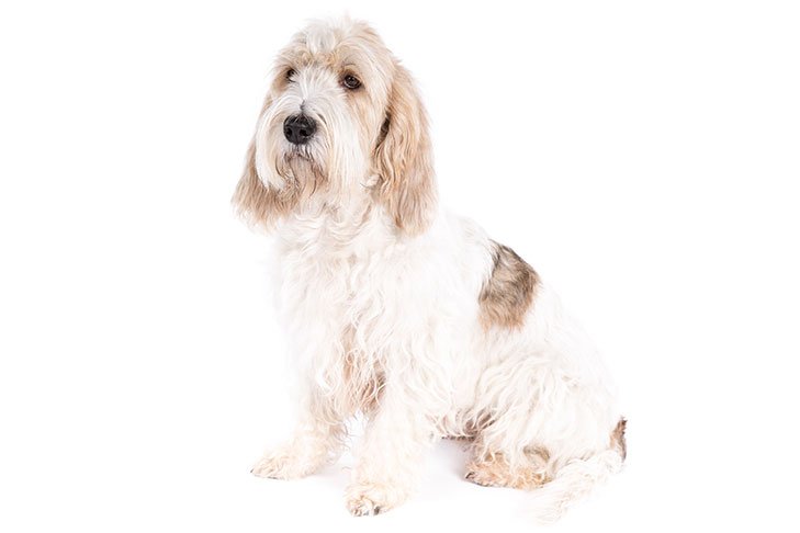 Grand Basset Griffon Vendéen sitting in three-quarter view.