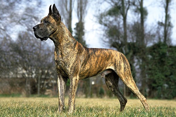 Great Dane standing in profile outdoors.