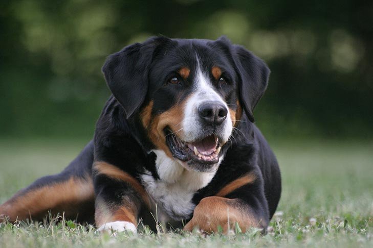 Greater Swiss Mountain Dog laying down in the grass.