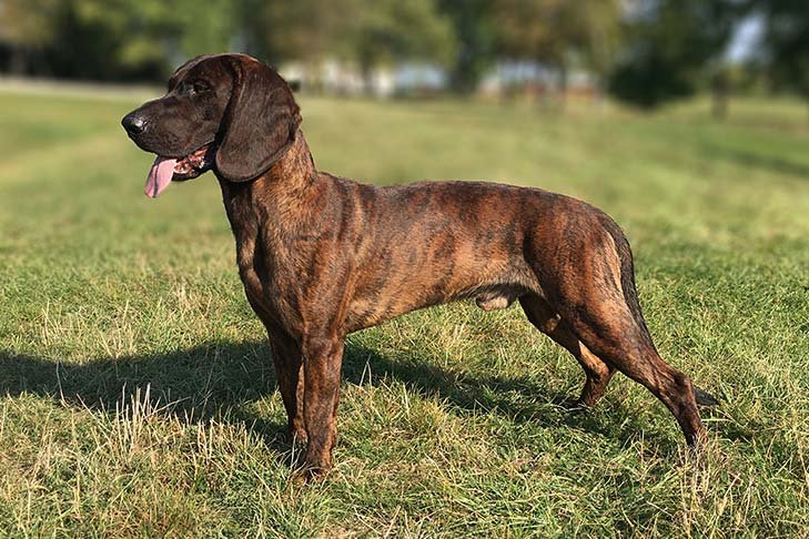 Hanoverian Scenthound standing facing left outdoors.