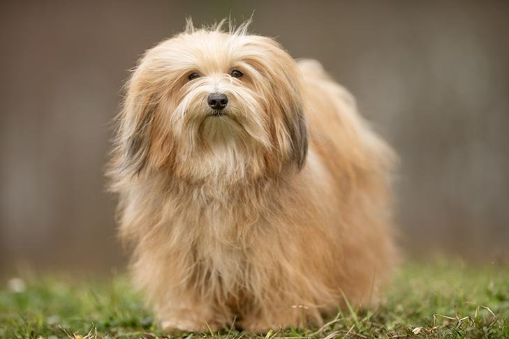 Havanese standing outdoors.