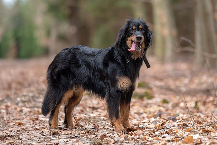 Hovawart standing in the forest in the fall.