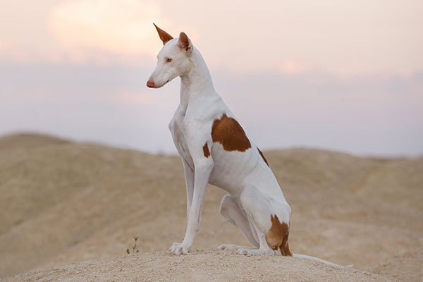 Ibizan Hound sitting in profile in the desert.