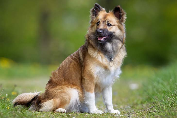 Icelandic Sheepdog sitting facing right, head turned left.