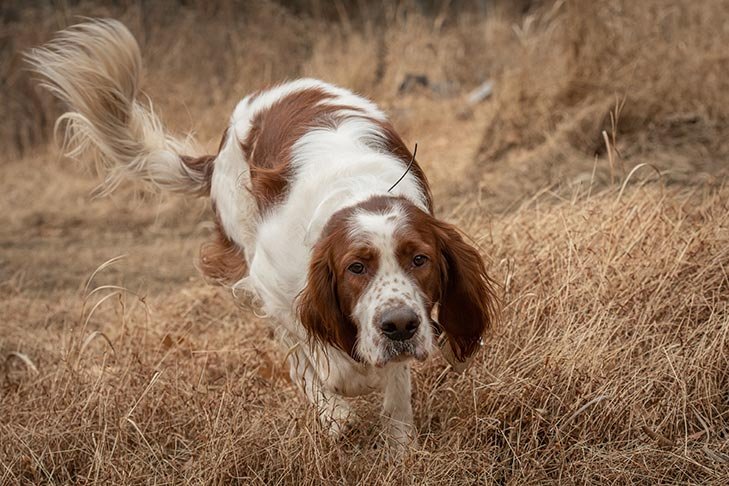 Irish Red and White Setter stalking in a field.