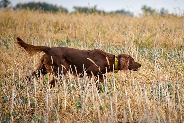 Irish Setter on point in a field.