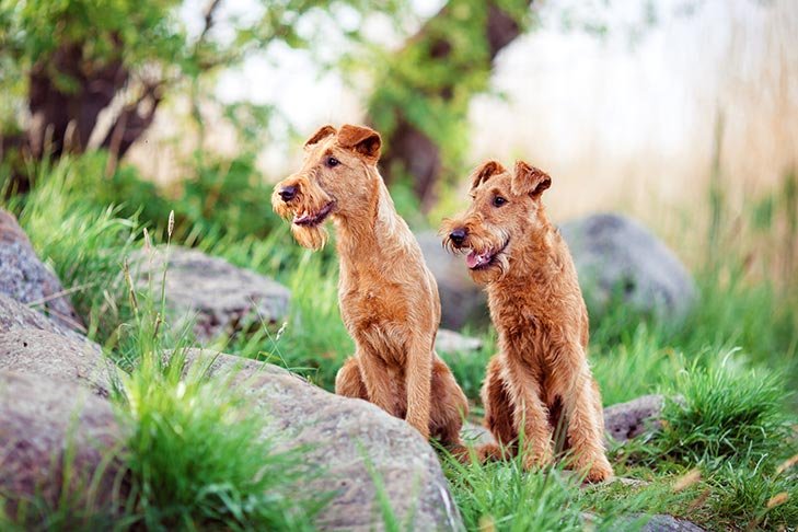 Irish Terrier reference photograph