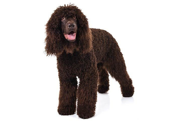 Irish Water Spaniel standing in three-quarter view
