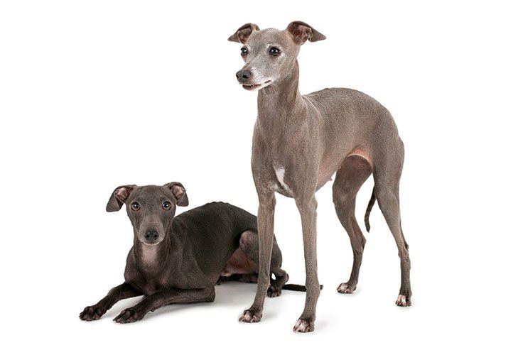 Two Italian Greyhounds, one standing and one laying down.