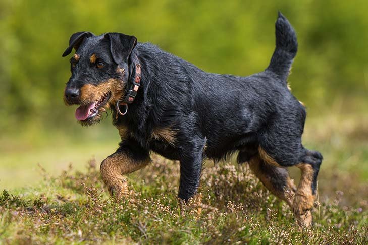 Jagdterrier reference photograph