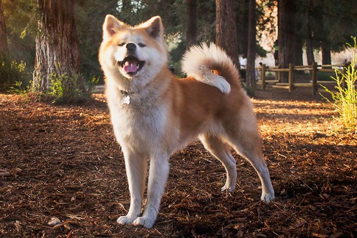 Japanese Akitainu standing in the forest.