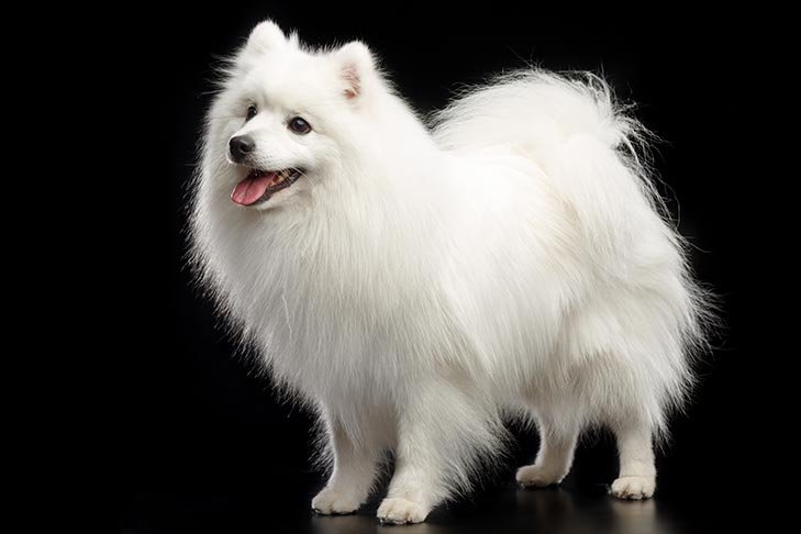 Japanese Spitz standing in three-quarter view.