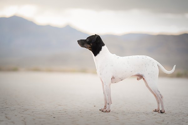 Japanese Terrier standing in profile outdoors.