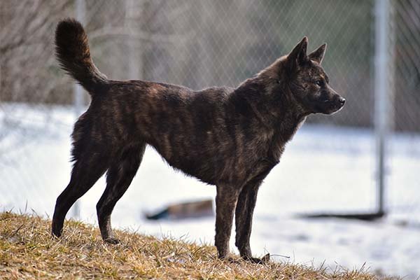 Kai Ken standing in profile outdoors.