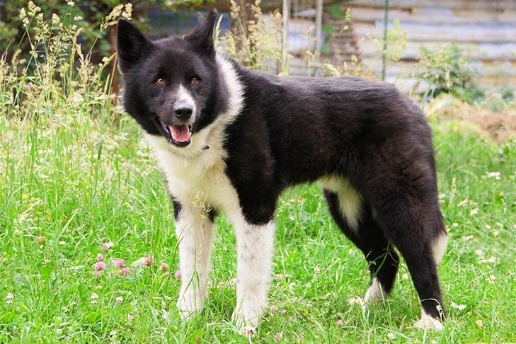 Karelian Bear Dog standing in the yard.
