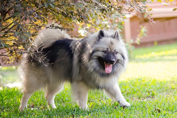 Keeshond exploring in the backyard.