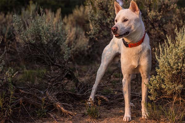 Kishu Ken standing in the brush at sunset.