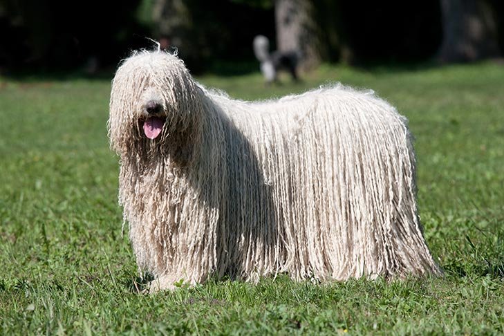 Komondor reference photograph