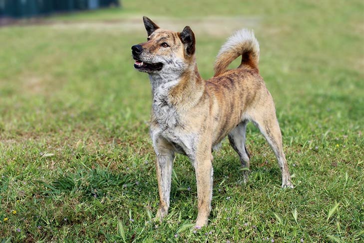 Jindo standing in the yard.
