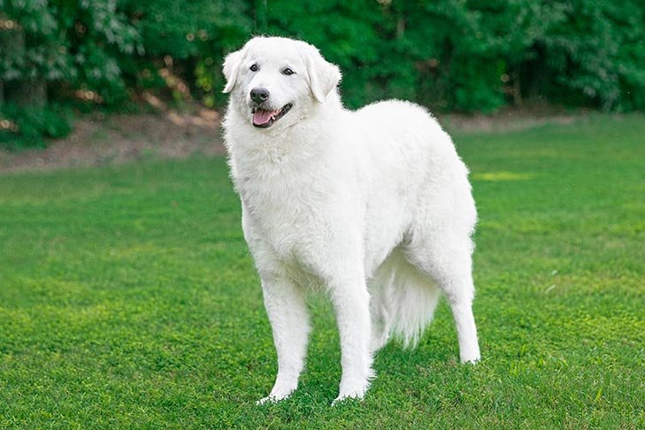 Kuvasz standing outdoors in the grass.