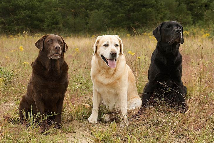 Three Labrador Retrievers sitting outdoors, each a different coat color.