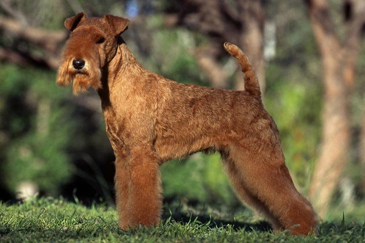 Lakeland Terrier standing stacked outdoors.
