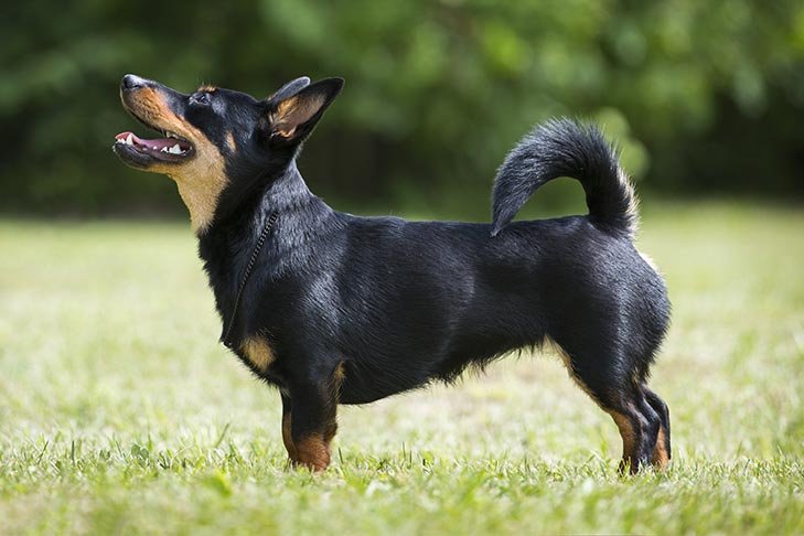 Lancashire Heeler standing outdoors facing left.