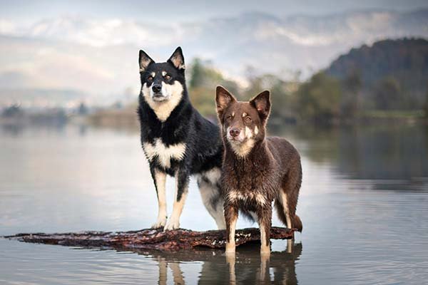 Lapponian Herders standing together in the shallows.