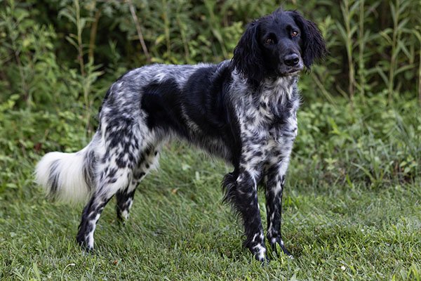 Large Munsterlander standing outdoors.