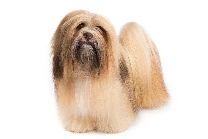 Lhasa Apso standing in three-quarter view.