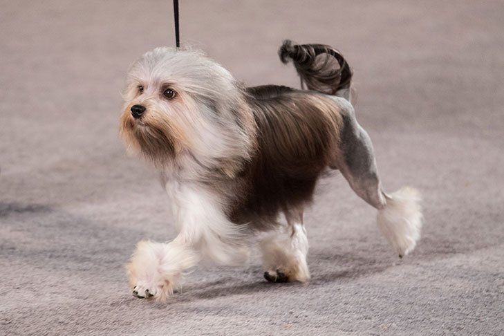 Lowchen at the AKC National Championship presented by Royal Canin.