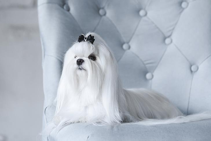 Maltese laying down in a chair.