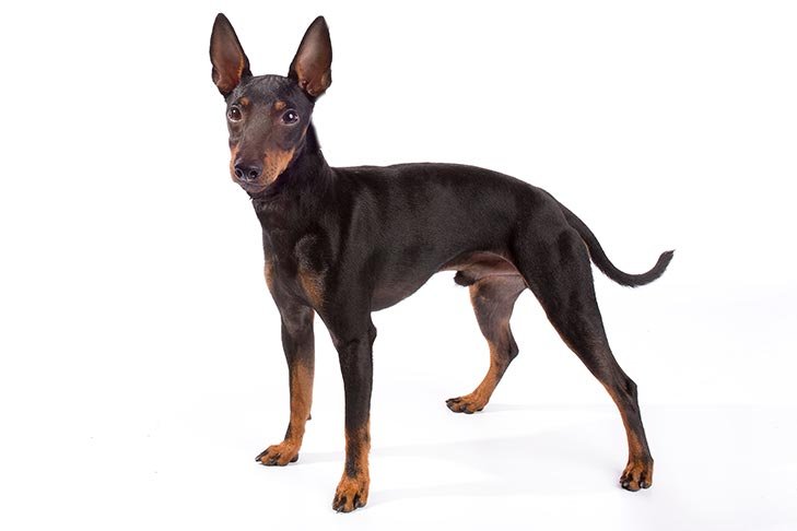 Toy Manchester Terrier standing in three-quarter view.