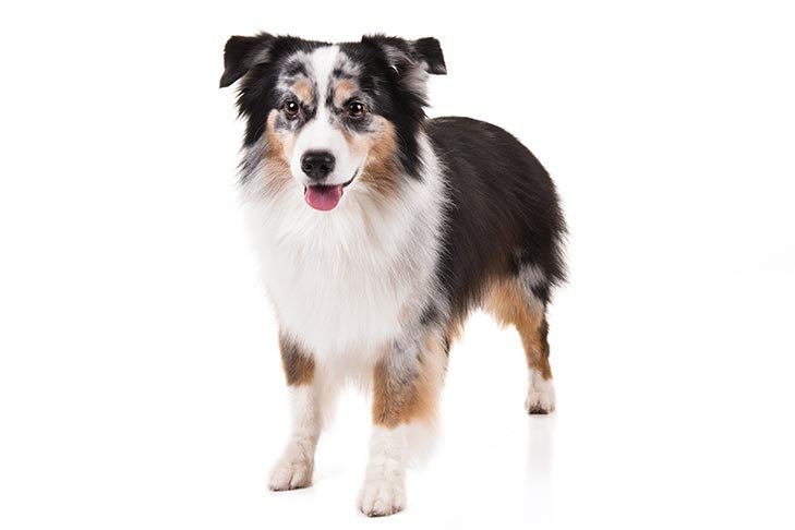 Miniature American Shepherd standing in three-quarter view.