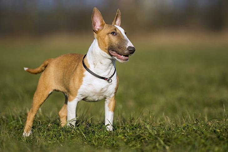 Miniature Bull Terrier standing outdoors.