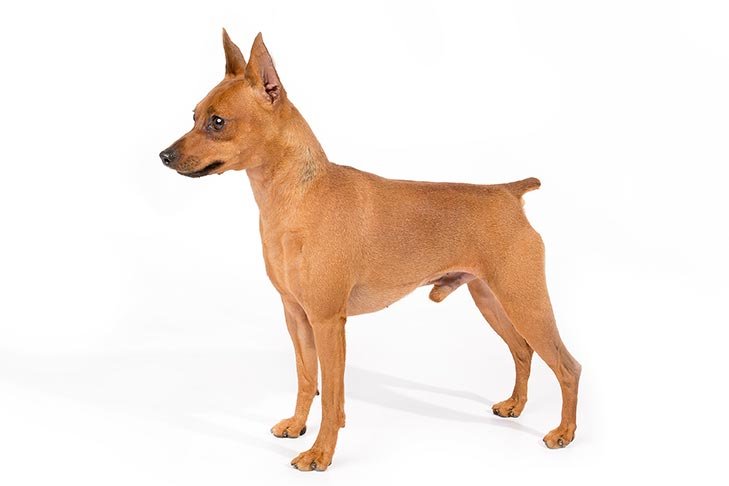 Miniature Pinscher standing in three-quarter view.