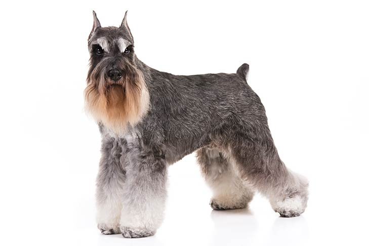 Miniature Schnauzer standing in three-quarter view facing forward.