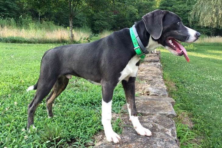 Mountain Cur standing in the garden.