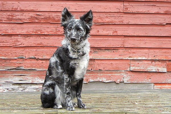Mudi sitting outdoors.