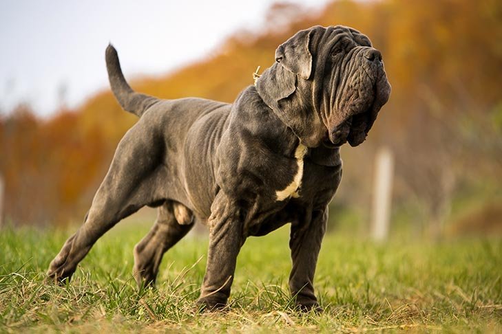 Neapolitan Mastiff standing in the grass outdoors.