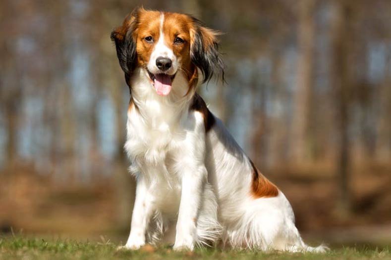 Nederlandse Kooikerhondje sitting in the grass in the sun.