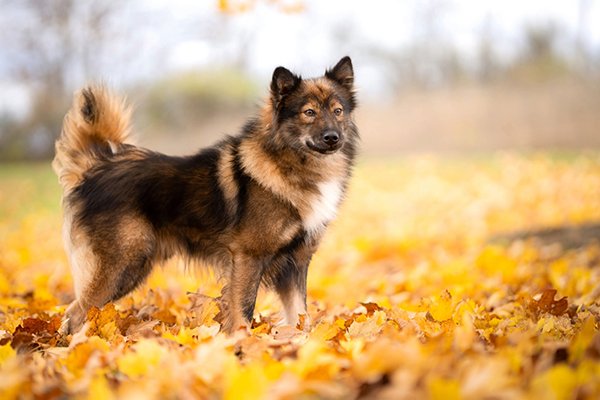 Nenets Laika standing in yellow leaves in the fall.