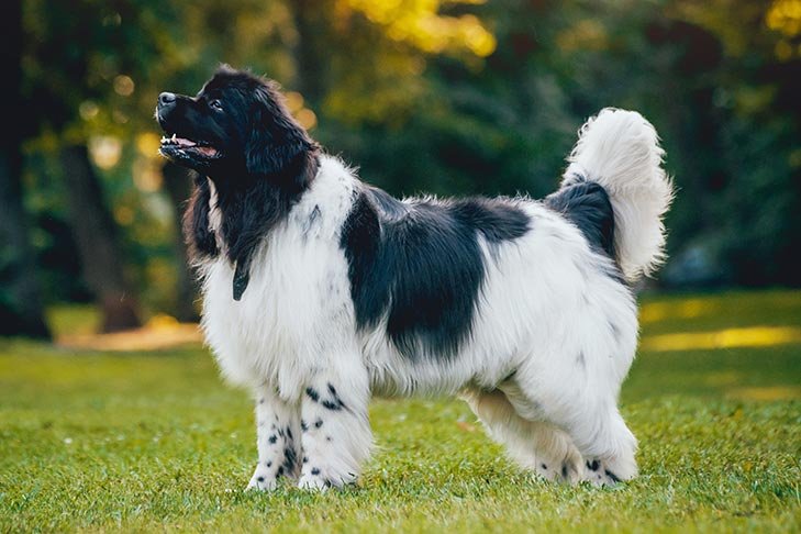 Newfoundland standing in profile outdoors.
