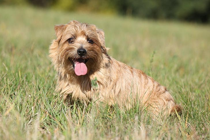 Norfolk Terrier sitting in the grass.