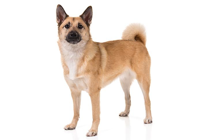 Norwegian Buhund standing in three-quarter view facing forward.