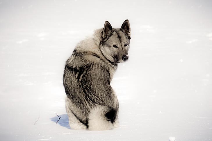 Norwegian Elkhound sitting in the snow looking back over its shoulder.