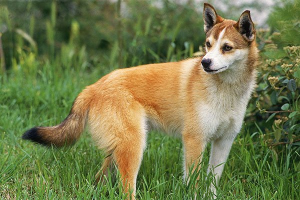 Norwegian Lundehund standing in the grass.