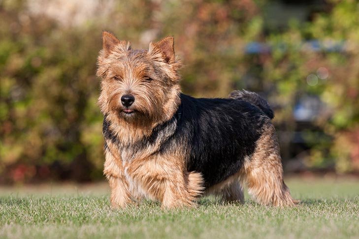 Norwich Terrier standing outdoors.